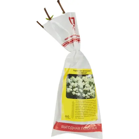 Гортензия Лаймлайт ø9 h39 см