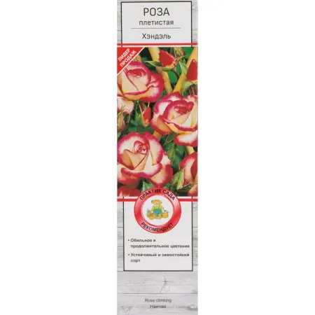 Роза плетистая Хэндэль в тубе Поиск Инвест