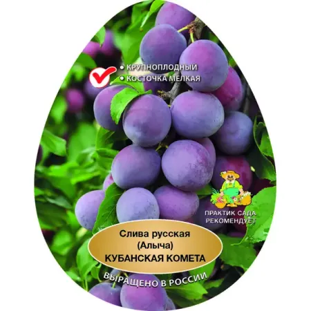 Слива русская Кубанская комета h90 см