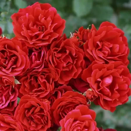 Роза плетистая Симпати в тубе Поиск Инвест