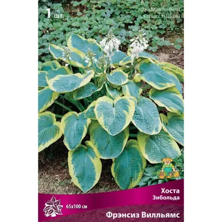 Хоста Зибольда Фрэнсиз Уильямс натуральные кристаллы сердцевидной формы от jin shi yuan