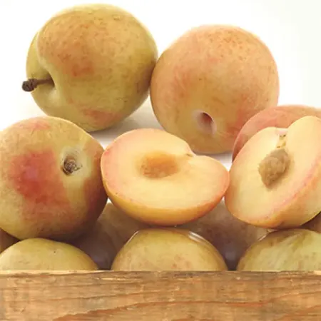 Шарафуга Голд h80 см коктейль oakheart ориджинал спайсд голд россия 0 7 л кола 2х0 33 л