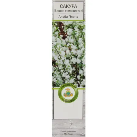 Сакура (Вишня декоративная) в ассортименте батончик pomatti марципановый вишня в темном шоколаде 50 г