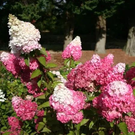 Гортензия метельчатая Фрайз Мелба ø5 h35 см гортензия метельчатая жемчужина фестиваля ø17 h20 см