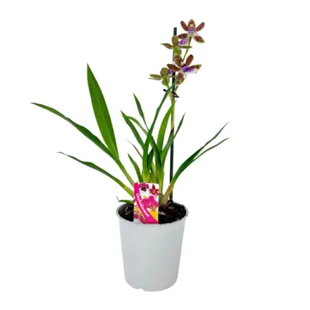 Орхидея микс ø12 h50 см