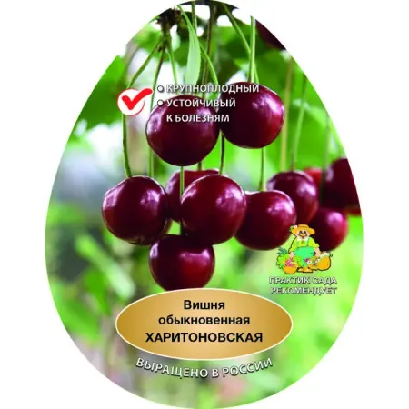Вишня Харитоновская сетка h180 см глицин форте 500мг вкус вишни витамир таблетки 1180мг 30шт