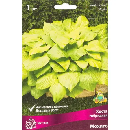 Хоста гибридная «Мохито», размер луковицы I