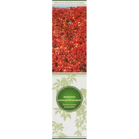 Виноград пятилисточковый Партеноциссус в тубе Поиск инвест искусственные красные ягоды holly