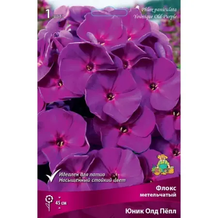 Флокс метельчатый Юник Олд Пёпл для патио луковица I