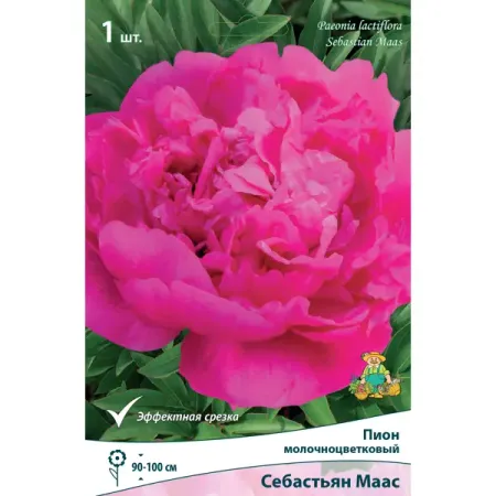 Пион молочноцветковый травянистый «Себастьян Маас» разбор 1-2 искусственные розовые пионы из шелка lekse 27 голов