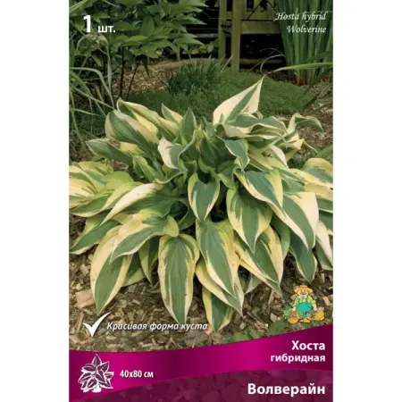 Хоста гибридная «Волверайн», 1 шт. искусственные ы bonsai розовые зеленые красные белые фиолетовые