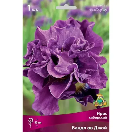 Ирис сибирский Бандл Ов Джой луковица I