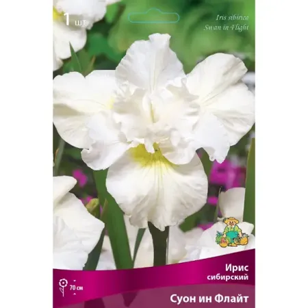 Ирис сибирский Суон Ин Флайт луковица I