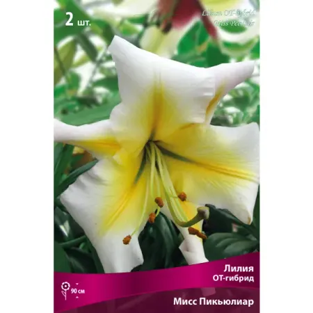 Лилия ОТ-гибрид «Мисс Пикьюлиар», высота 50 см, 1 шт. тюльпан дарвинов гибрид санни лео луковицы 12