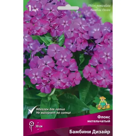 Флокс метельчатый Бамбини Дизайр луковица I