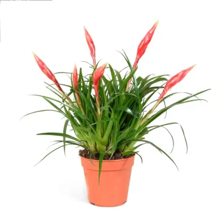 Вриезия Мультифлора микс ø12 h35 - 45 см