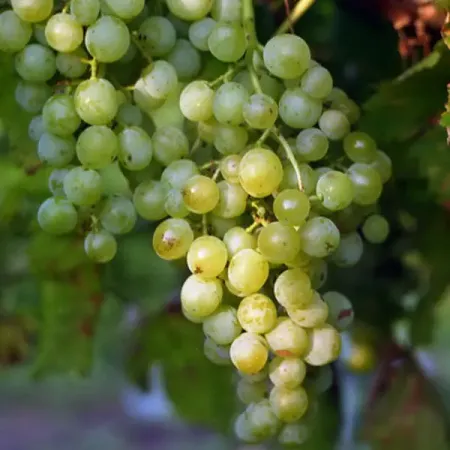 Виноград плодовый Бианка пакет h59 см