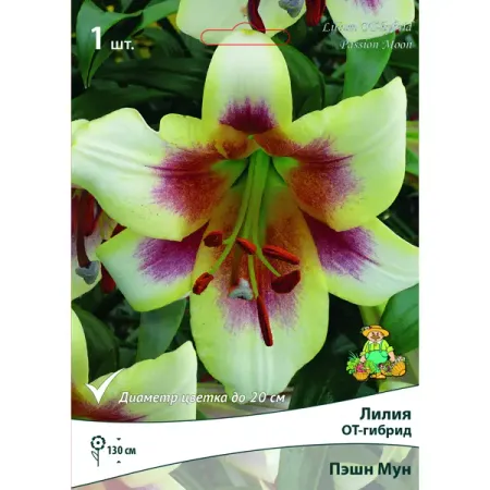 Лилия ОТ-гибрид Пэшн Мун луковица 14/16