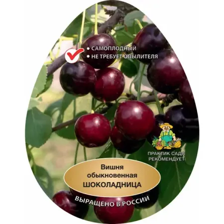 Вишня Шоколадница h220 см батончик pomatti марципановый вишня в темном шоколаде 50 г