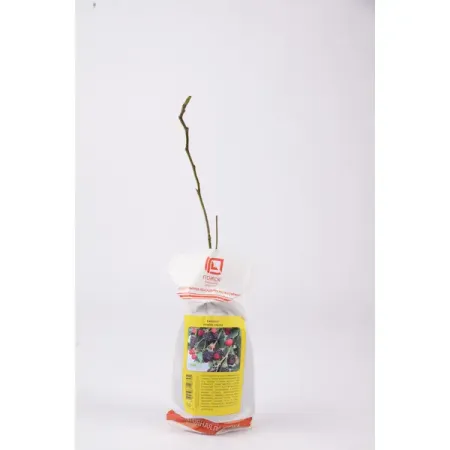 Ежевика Трипл краун h40 см