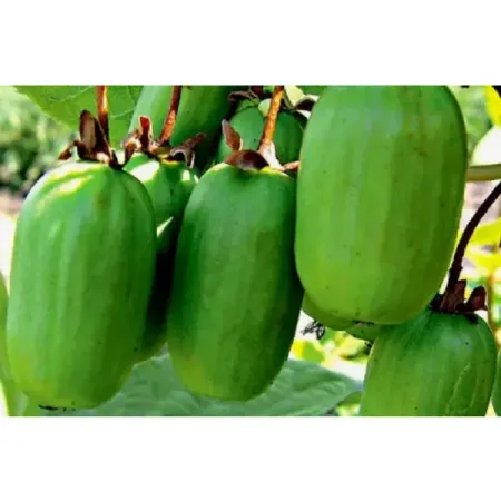 Актинидия коломикта Отличница h37 см