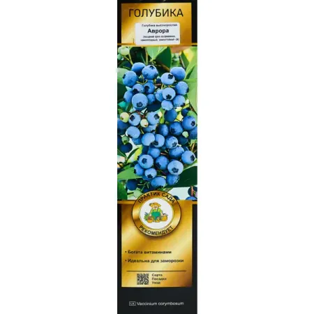 Голубика высокорослая Аврора короб h35 см