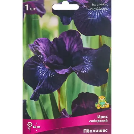 Ирис сибирский Пеплишес