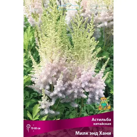 Астильба китайская Милк Энд Хани луковица I китайская медная монета с ком сливы