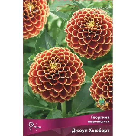 Георгина шаровидная Джоуи Хьюберт