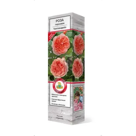 Роза парковая Чиппендейл h37 см