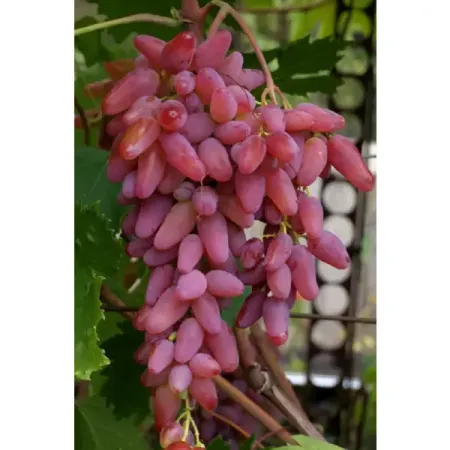 Виноград плодовый Оригинал h37 см 12 в оригинал 95760 2w000 957602 камера заднего вида w000 для hyundai santa fe 2012 2015 резервная камера 95760 a2100