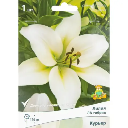 Лилия ЛА-гибрид Курьер луковица 14/16 тюльпан дарвинов гибрид ред импрешн луковицы 10 11