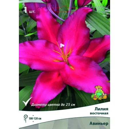Лилия восточная Авиньер луковица 14/16