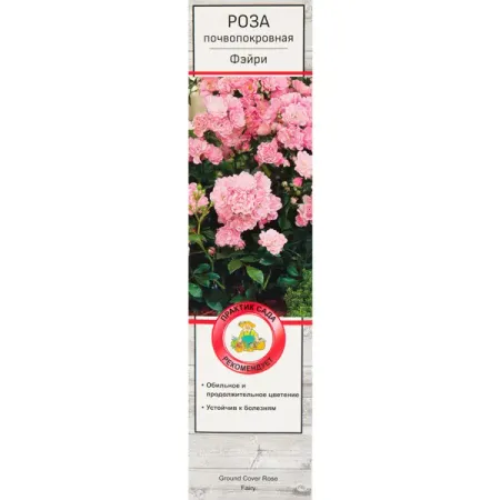Роза почвопокровная Фэйри в тубе Поиск Инвест