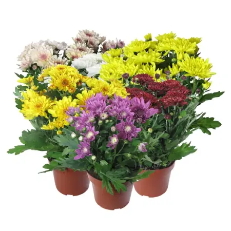 Хризантема индийская махровая микс ø12 h20 см губка для купания mepsi махровая белая