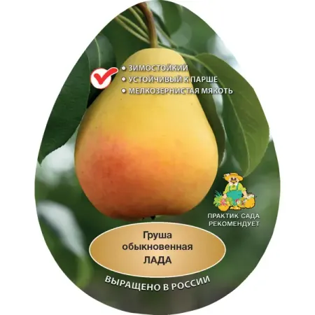 Груша обыкновенная Лада h200 см Поиск Инвест