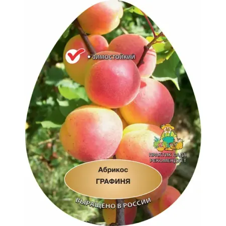 Абрикос Графиня ø20 h220 см фаспик гранулы д пригот р ра д приема внутрь 400мг пак 12 абрикос