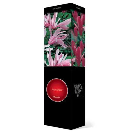 Магнолия гибридная Джордж Генри Керн h39 см