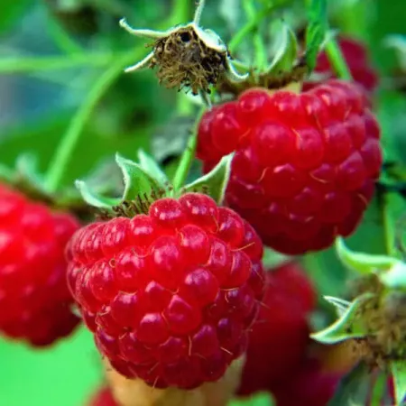 Малина традиционная Метеор в пакете Поиск Инвест искусственные красные ягоды holly