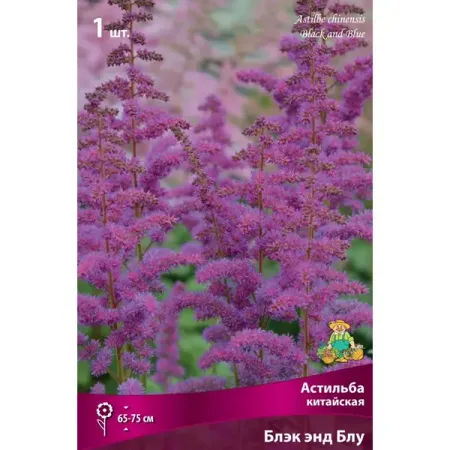 Астильба китайская Блэк Энд Блу луковица I китайская медная монета с ком сливы