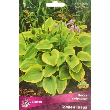 Хоста гибридная Голден Тиара калатея голден мозаик ø6 h15 см