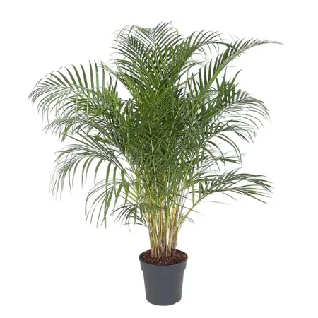 Дипсис Лютесценс Арека ø27 h130-140 см