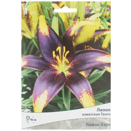 Лилия азиатская Танго «Лайон Харт» лилии азиатские блэк аут луковицы 14 16 1 шт