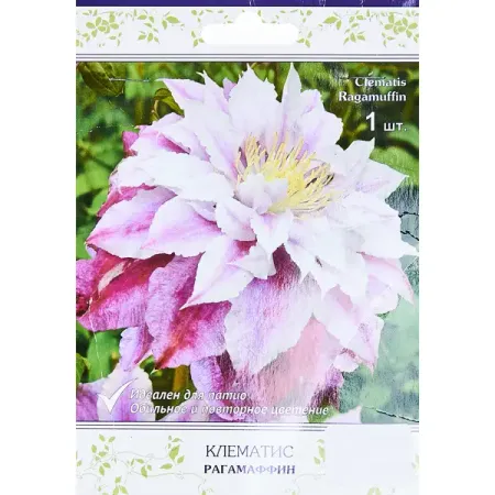 Клематис крупноцветковый Рагамаффин ø5 h10 см рождественские украшения снежинки chixinhappy акриловые прозрачные розовые синие 10 шт