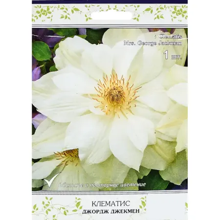Клематис крупноцветковый Джордж Джекмен ø5 h10 см