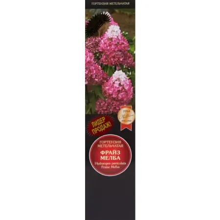 Гортензия метельчатая Фрайз Мелба гортензия метельчатая жемчужина фестиваля ø17 h20 см