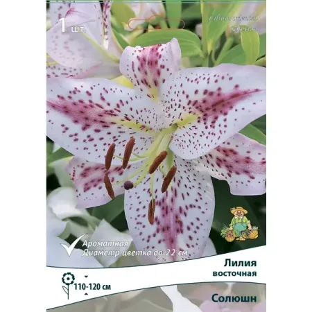 Лилия восточная Солюшн мукоцил солюшн таблетс табл дисперг 600 мг 10