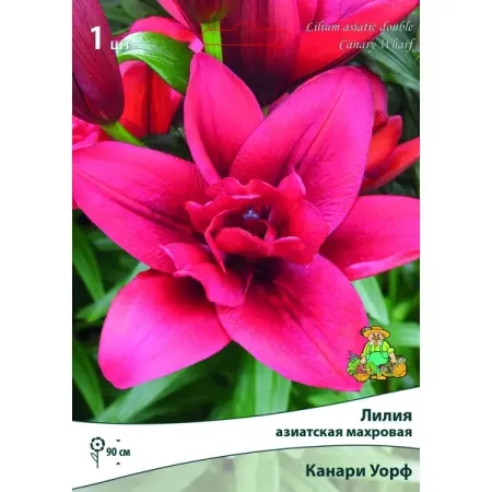Лилия азиатская махровая «Канари Уорф» размер луковицы 14/16 лилии азиатские блэк аут   луковицы 14 16 1 шт