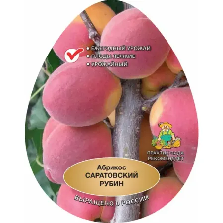 Абрикос Саратовский рубин ø20 h220 см фаспик гранулы д пригот р ра д приема внутрь 400мг пак 12 абрикос