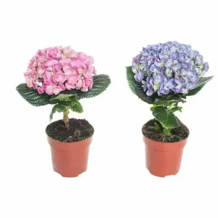 Гортензия микс ø9 h15 см